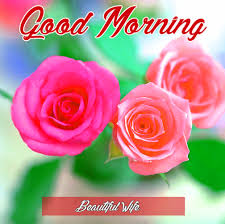 Check spelling or type a new query. Flower Good Morning Images Hd Download Good Morning 2016x2012 Download Hd Wallpaper Wallpapertip