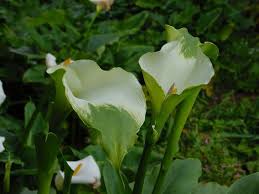 Image result for Zantedeschia aethiopica
