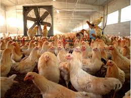 Image result for images of big business farms