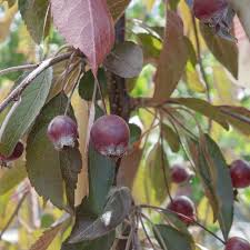 Image result for Malus × purpurea