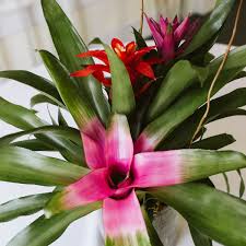 We also provide flower delivery to the surrounding areas, such as, bahama, butner, carrboro, cary, chapel hill, durham, morrisville, raleigh, wake forest. Flower Delivery Mothers Day Durham Nc Morethandio