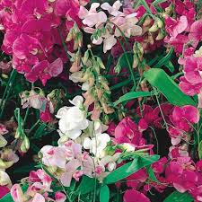 Check spelling or type a new query. Sweet Pea Seeds Everlasting Mckenzie Seeds