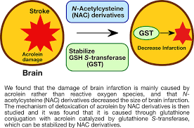 7 when consumed, nac gets absorbed in the gastrointestinal tract, sent to the liver, and converted to cysteine. Protective Effects Of Brain Infarction By N Acetylcysteine Derivatives Stroke