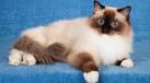 Ragdoll Cat Breed Profile | Petfinder