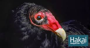 Except for the subspecies c. The Vulture Watcher Hakai Magazine