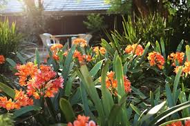 Search through the results in garden sheds advertised in south africa on junk mail. Tuck Away For Some Time In Our Beautiful South African Gardens Picture Of 4living Guest House Johannesburg Tripadvisor
