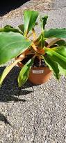 Image result for Chlorophytum filipendulum