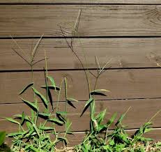 Image result for Digitaria acuminatissima