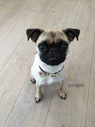 Pin On Dog Grooming