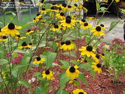 Central disk is slightly darker and buttonlike. Plant Identification Closed Tall Yellow Flowered Perennial 1 By Pinky1371