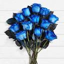 همه چیز درباره ی گل رز آبی - آماج