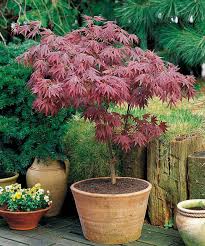 Persistant en pot arbuste persistant fleuri plein soleil buisson persistant fleurie arbuste persistant fleuri en hiver arbuste feuillage jaune persistant arbuste haie persistant ombre arbuste mi ombre feuillage persistant arbuste resistant au froid arbuste feuillage jaune persistant arbuste. Erable Pourpre Du Japon Acer Palmatum Atropurpureum Arbuste Japonais