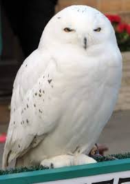 Jump to navigation jump to search. Harry Potter In The Pets P O V