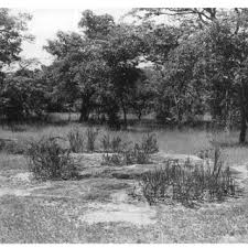 Image result for Lindernia conferta