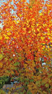The regal petticoat a unique cultivar of maple tree. Andre Briant The European Specialist Of Ornamental Young Plants Welcome Variety Range Access To Varieties Ornamental Trees