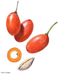 Image result for Drypetes arguta