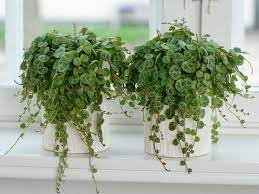 Pin On Peperomia