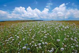 Almost every week during this time, different species of plants bloom. Kaas Plateau Is Maharashtra S Valley Of Flowers In The Monsoons Outlook Traveller