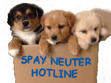 Maybe you would like to learn more about one of these? Low Cost Spay Neuter Clinics Maricopa County Animal Defense League Of Arizona