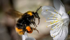 Check spelling or type a new query. Climate Change Bumblebees Face Extinction As Population Drops By 46