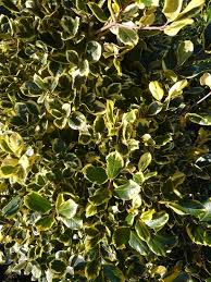 Hier Ist Ein Weiteres Beispiel Fur Einen Ilex Mit Goldgelben Blatt Randern Heckenpflanzen Pflanzen Stechpalme