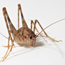 A to z pest control is composed of a large team of dep licensed technicians. Brick Township Nj Pest Control Termite Control Ozane Com