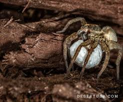 How to kill or get rid of wolf spiders, if you encounter one? Wolf Spider Desertusa