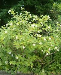 Image result for Cephalanthus