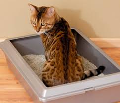 Now how do you get your cat to use the inside litter box? Can I Train An Outdoor Cat To Use A Litterbox