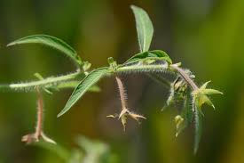 Image result for Leptochloa uniflora