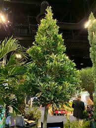 Elaeocarpus Decipiens, Japanese Blueberry, 12-24 Tall, 1 Gal. LIVE PLANT,  Ships in the Container, FREE