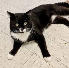 This answer may return a different hour that (in some timezones) means it may return a different date (not tomorrow) but it always returns the time that is exactly 24 hours ahead (the accepted answer returns midnight (unknown hours from now)). Cocheco Humane Soc On Twitter Cat Adoption Pet Adoption Cat Rescue