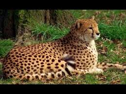 Es heisst «cheetah», zu deutsch gepard, und kann rekordmässig schnell rennen. Der Gepard Schnellste Raubkatze Der Welt Youtube