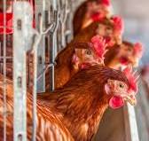 Jaulas para Gallinas Ponedoras: Ideas y Consejos