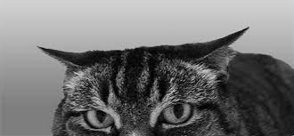 It may be that they're reminding you that it's dinnertime, or that more articles in this section. Cat Ear Positions Poc