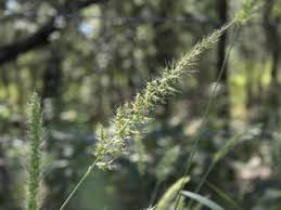 Image result for Setaria kagerensis