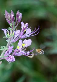 Image result for Cleome iberidella