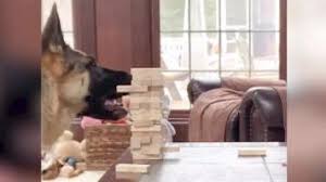 Aussie mountain puppies available now. Watch This Genius Dog Play Jenga With Her Owner Pets Wiscnews Com