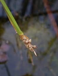 Image result for Eleocharis acutangula