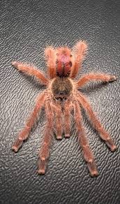 Image result for Rosa sp.