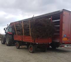 Daca se planteaza pomii pe fundul gropii la adancimea de 80cm. Nuci Altoiti Pepiniera De Nuci Waltree