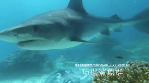 We did not find results for: å¸›ç‰ æ½›æ°´å°èœé³¥ä¾†åˆ°æ½›æ°´å¤©å ‚çš„æµ·åº•è¯éº—å¤§å†'éšª å…§æœ‰å½±ç‰‡ æ½›é»žä»‹ç´¹ æ¬£å‚³åª'