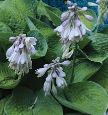 hosta comparison chart knowledgebase johnsons nursery