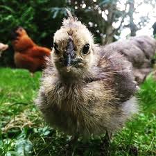 Unser Kleines Zwerg Seidikuken Geniesst Es Auch Schon Mit Den Anderen Den Garten Zu Erkunden Seidis Zwergseidenh Seidenhuhner Huhnerrassen Huhner Rassen