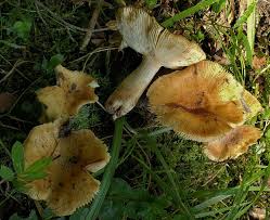 Image result for Russula flavida