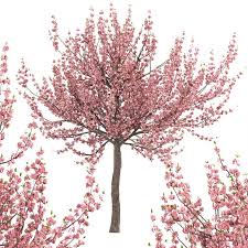 We did not find results for: Set Of Prunus Triloba Trees Flowering Almond 2 Trees 114838 3d Model Download 3d Model Set Of Prunus Triloba Trees Flowering Almond 2 Trees 114838 114838 3dbaza Com