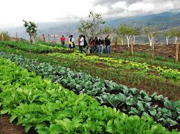 Resultado de imagen para huerta