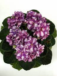 This will be permanent and you will not be able to view this review again. African Violet Psychedelic Show African Violets Pansies House Plants