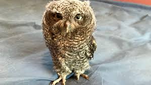 We did not find results for: This Tiny Owlet Appeared In A Ferndale Home