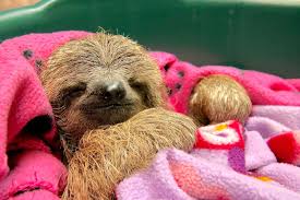 It's been a tough week at work so i want to spend the weekend slothing i think it's time you stop watching tv and do something productive. Slothy Sunday Orphaned Sloth Rescued After Being Hit By Car